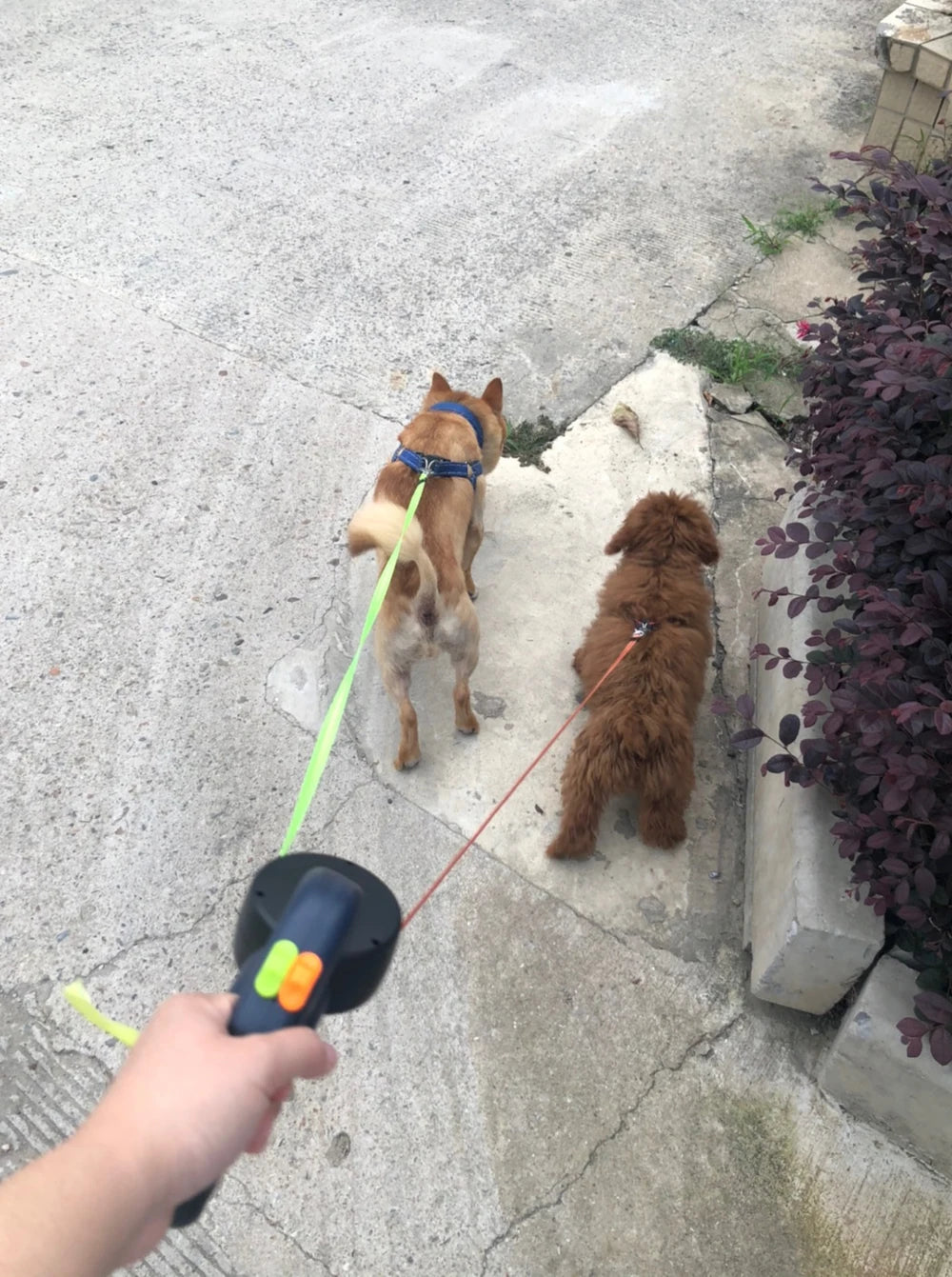 Correa Doble Retráctil 360° para Perros – Control Total con 1 Mano
